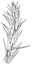 Drepanocladus brachiatus secund form, shoot. Drawn from D. Glenny s.n., 21 Nov. 1984, CHR 567408.
 Image: R.C. Wagstaff © Landcare Research 2014 